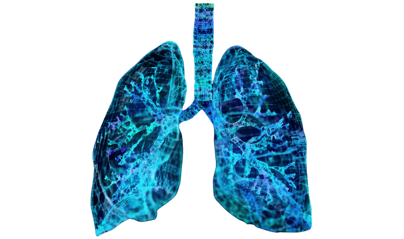 Lungs to explain the effects of an asthma attack