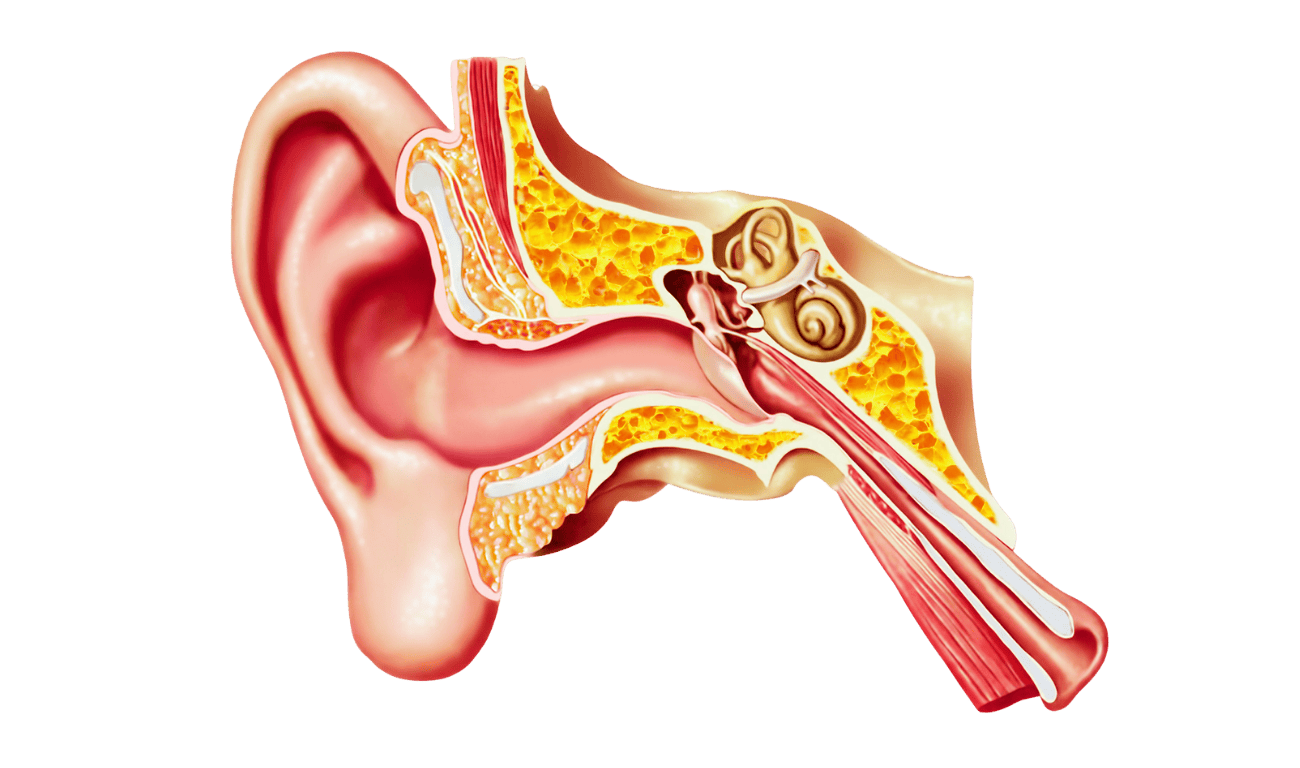 Map of inner ear to show the different spaces an ear infection can take place